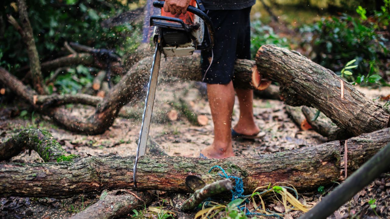 Reciprocating Saw to Cut Tree branches What You Need to Know